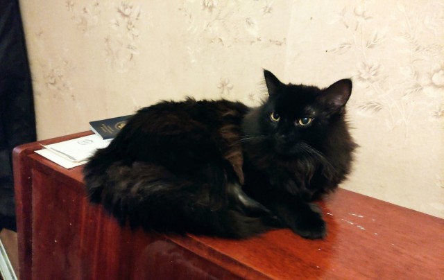 Котознатоки и котолюбители, созываю совет