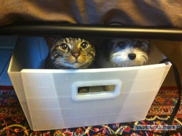 Котики в беде