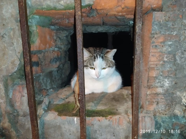 Почти человеческий взгляд...
