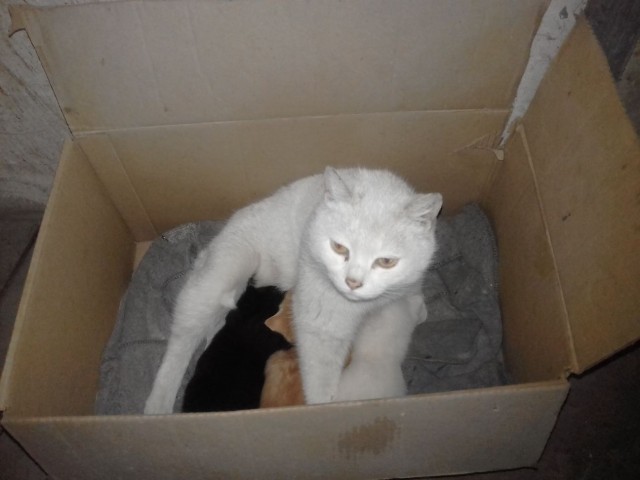 Тьма, пришедшая со Средиземного моря, накрыла...⁠⁠