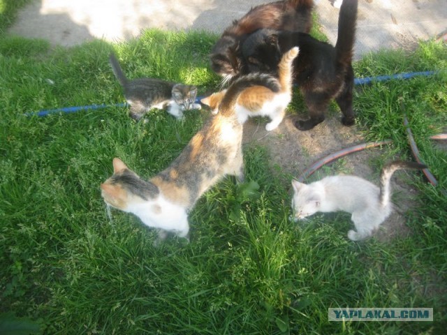 Жизнь домашнего приюта для котеек 406