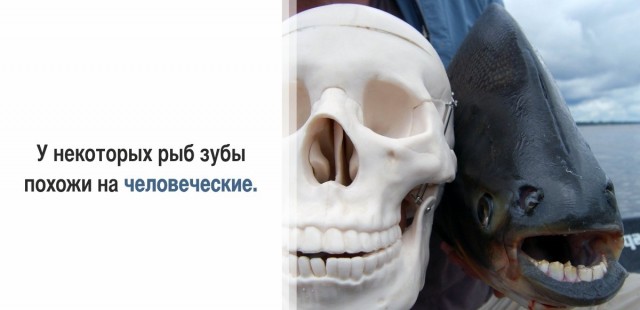 30 суровых фактов, которые пугают больше, чем фильмы ужасов