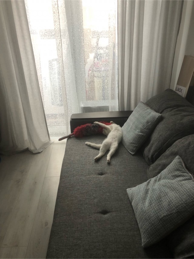 Про котейку