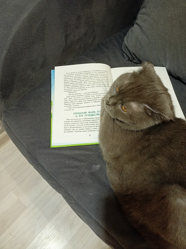 Котодракула