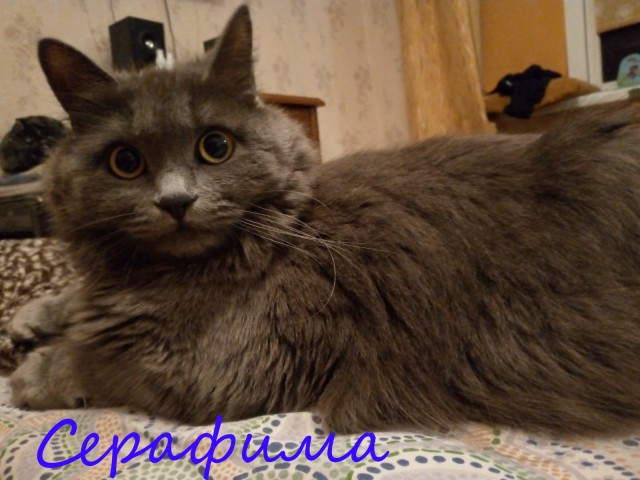 Жизнь домашнего приюта "Котоленд" 374