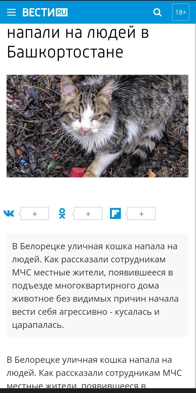 Мэр Бодайбо обвинил депутатов Госдумы в «собачьем лобби» и снова потребовал уничтожать бродячих животных