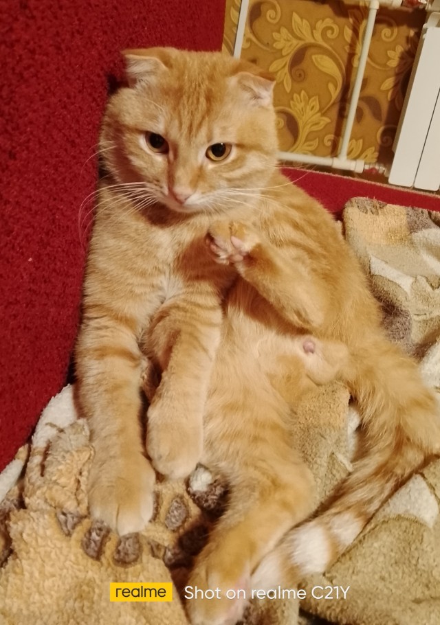 Котовторник Рыжих