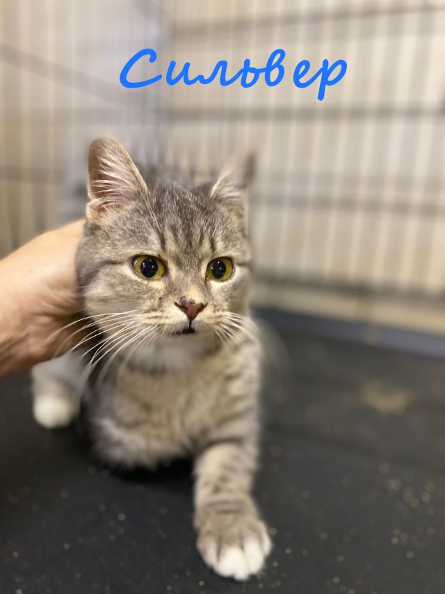 Жизнь домашнего приюта "Котоленд" 415