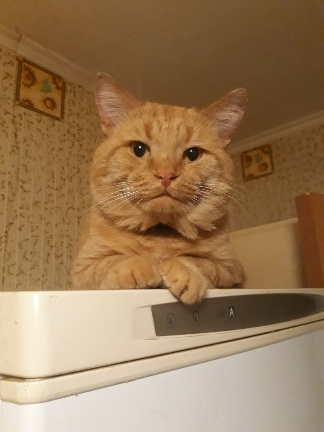 Гроза района.
