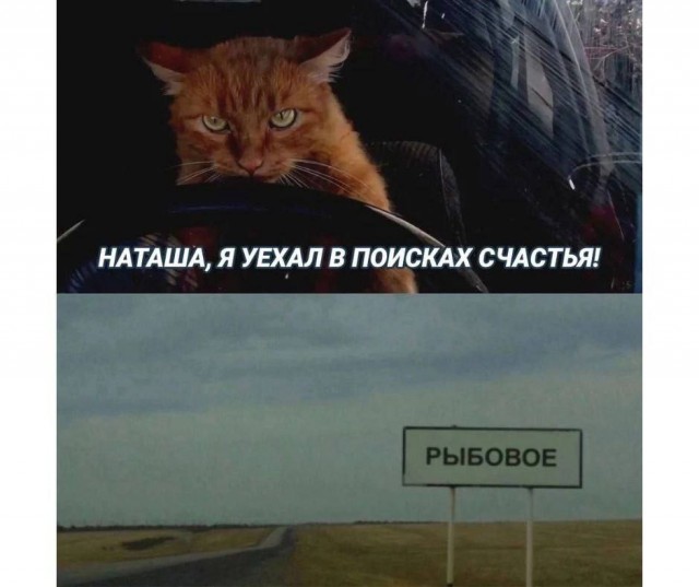 Котовтоник в картинках