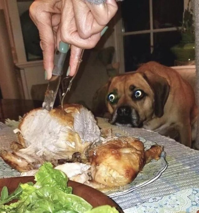 Из жизни собачников