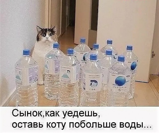 Кошка: "Это были лучшие несколько дней в моей жизни"