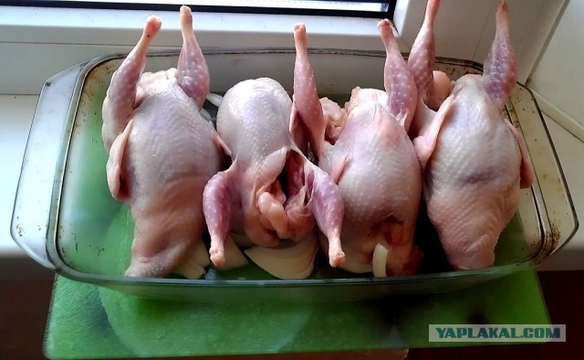 Фениксы на перечном поле
