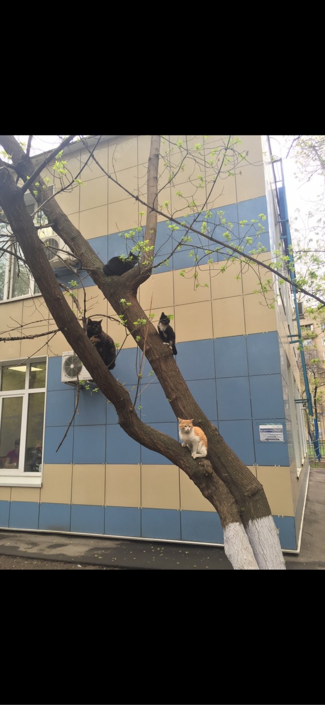 Кот, вставай! Мне ехать надо