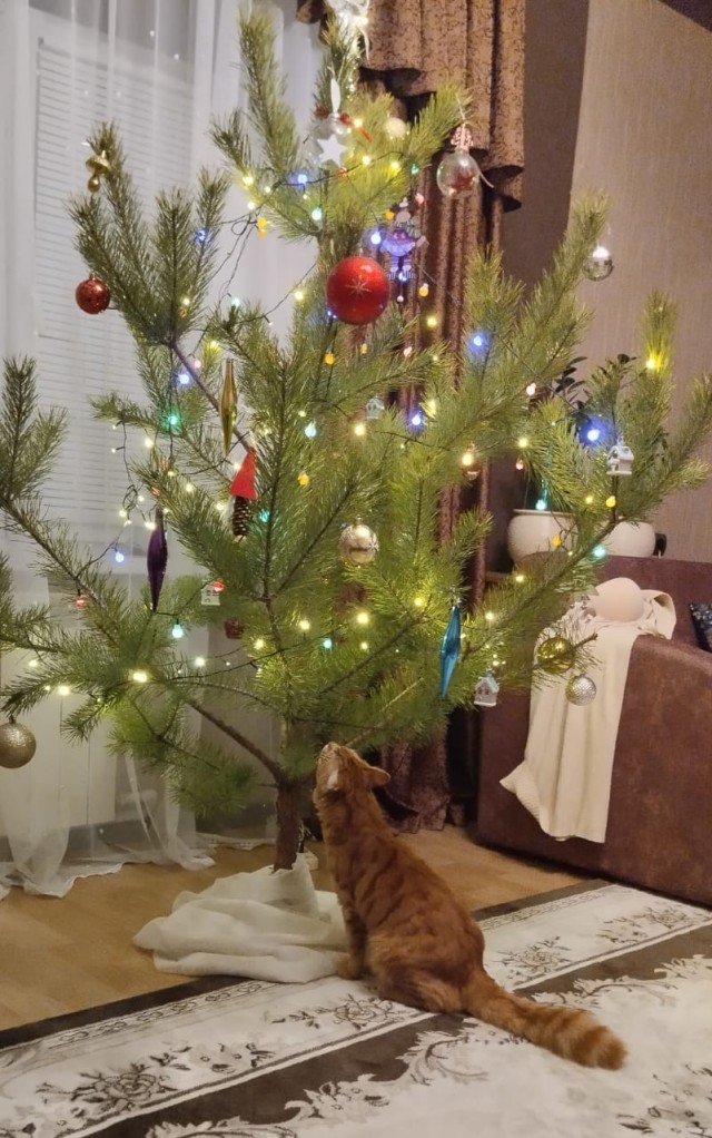 Первый Новый год кошечки