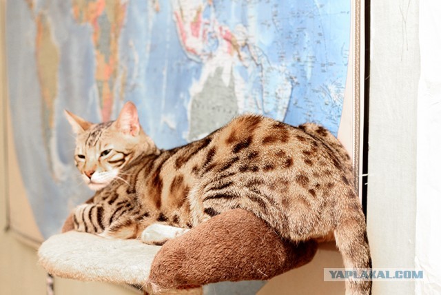 О бенгальских котах на наглядном примере