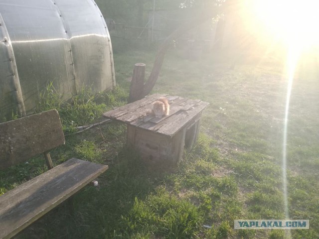Жизнь домашнего приюта для котеек 544
