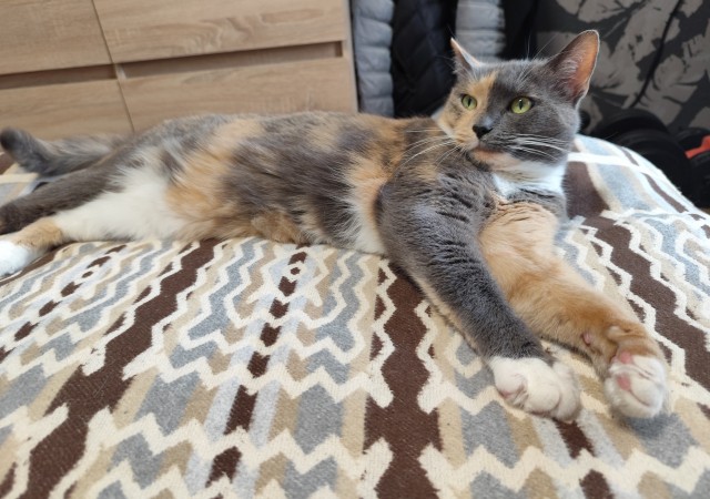 Котик из мусорного бака