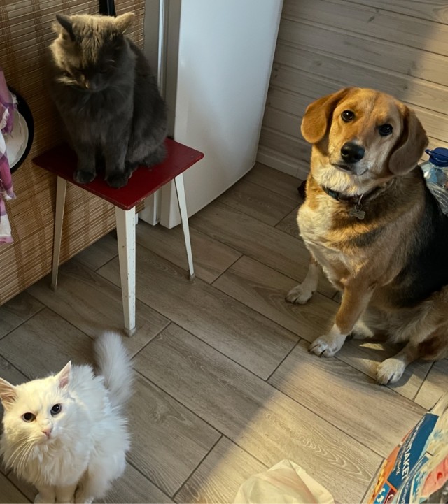 Жаклин