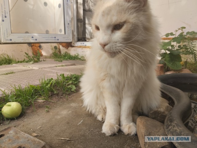 Зашёл к товарищу комп настроить, а там ещё и собаки есть.