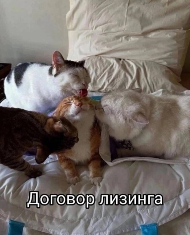 Картинки для деградации 55 (разной степени свежести)