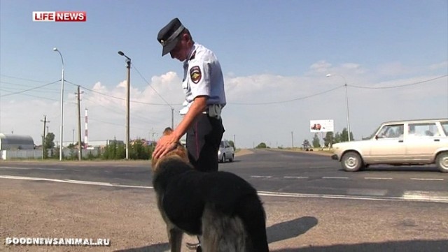 Пес 3 года несет службу на закрытом посту ГИБДД