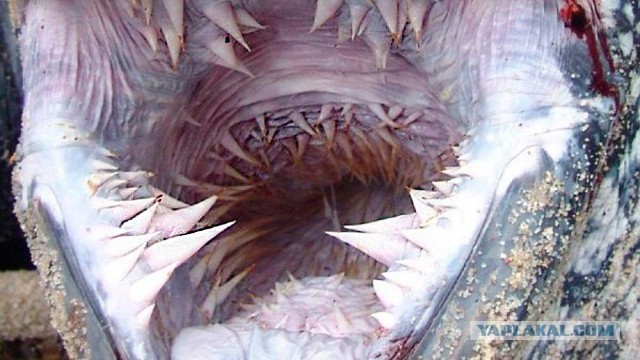 Черепахе показали как ускориться