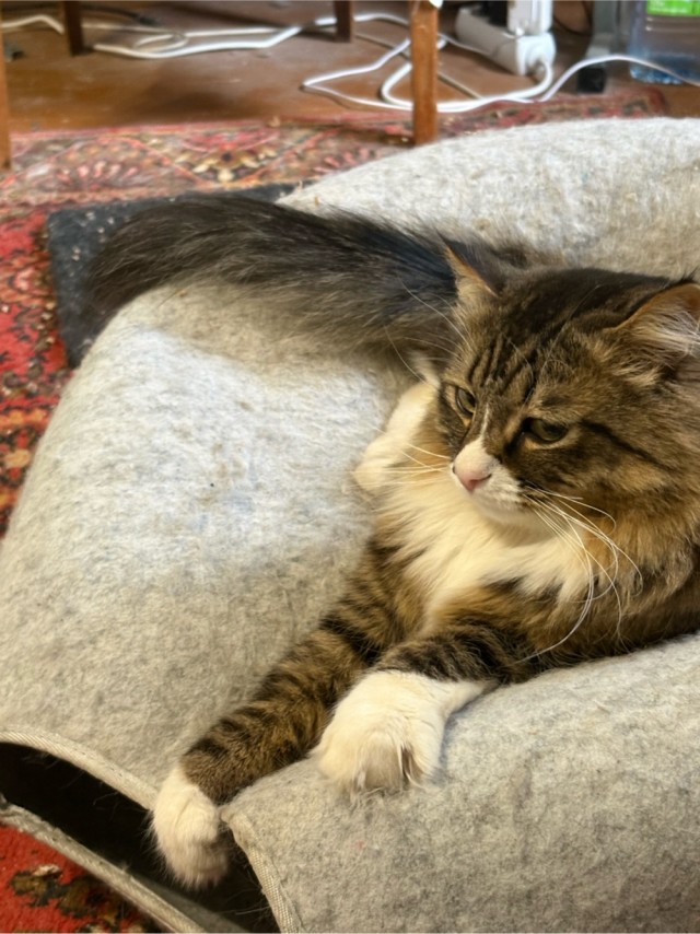 Снова наши коты