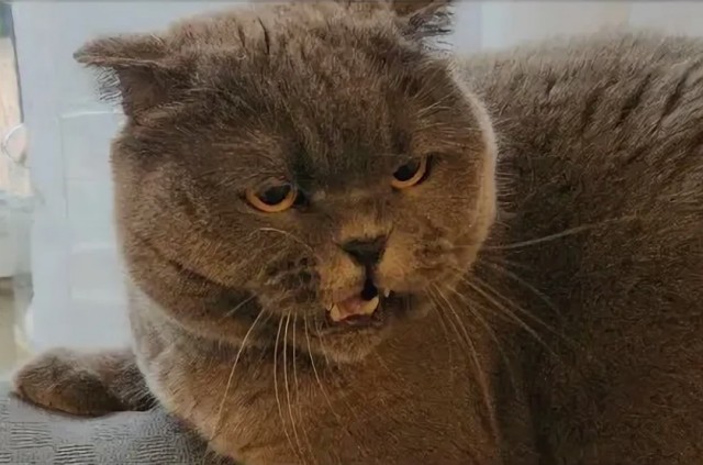 Я дерусь, просто потому что дерусь@Кот
