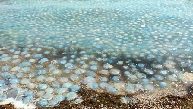 Самое мелководное и самое опасное в мире море