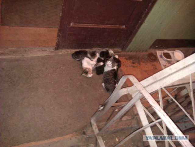 История одного "почти спасения".