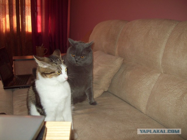Котовторник 4.02.2014