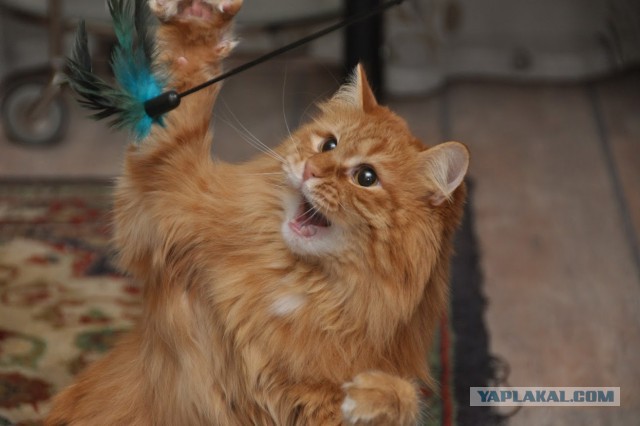 Котовторник 7.10.2014