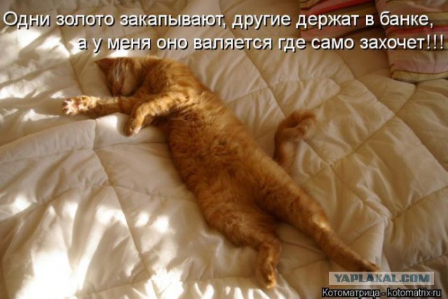 Забавные картинки с котами из сети