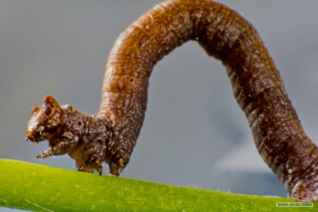Если выйти во двор с макрообъективом, то...