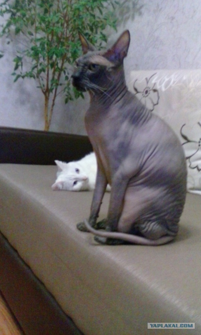 Кот. Просто кот