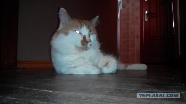 Котовторник 16.06.2015., Котовторник наступил!