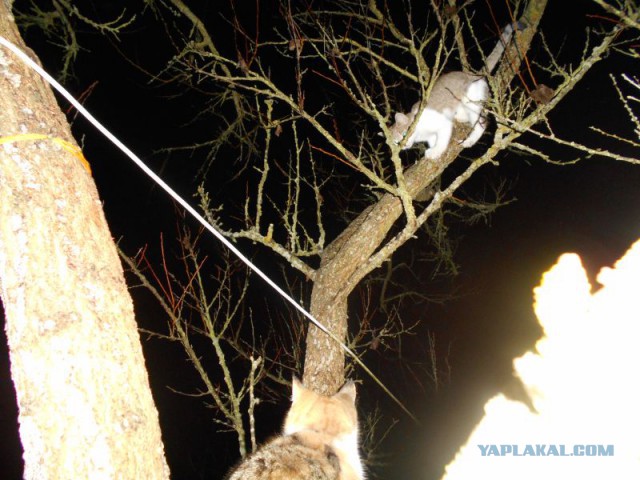 Жизнь домашнего приюта для котеек 87