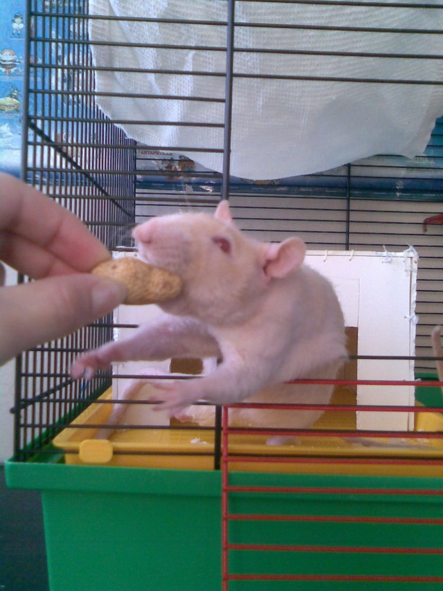 Подборка животных, которых застали за трапезой