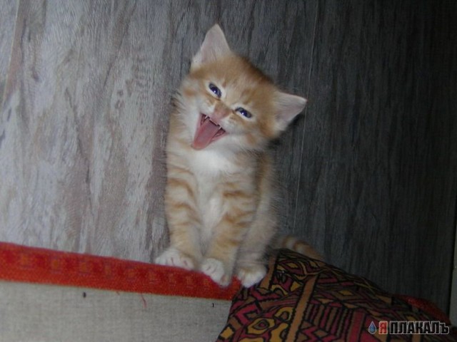 Котята