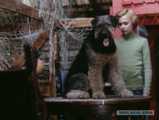 Страшно красивые терьеры