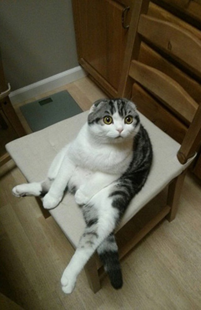 Коты из сети