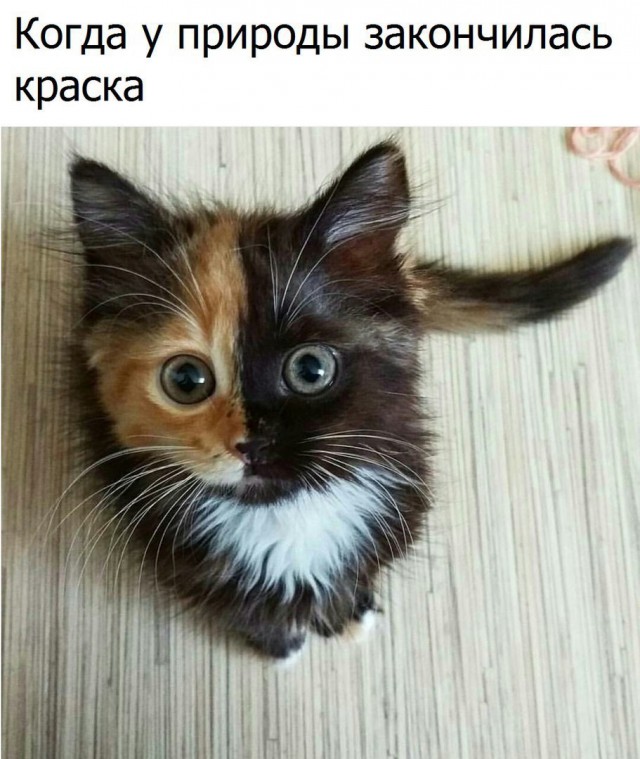 Коты из сети