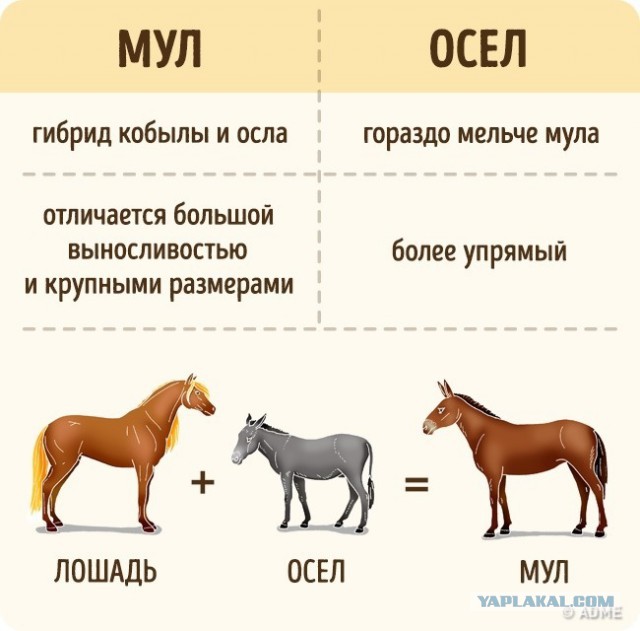 Простейшие вещи, которые мы путаем еще со школы.
