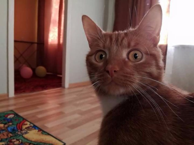 Коты из сети