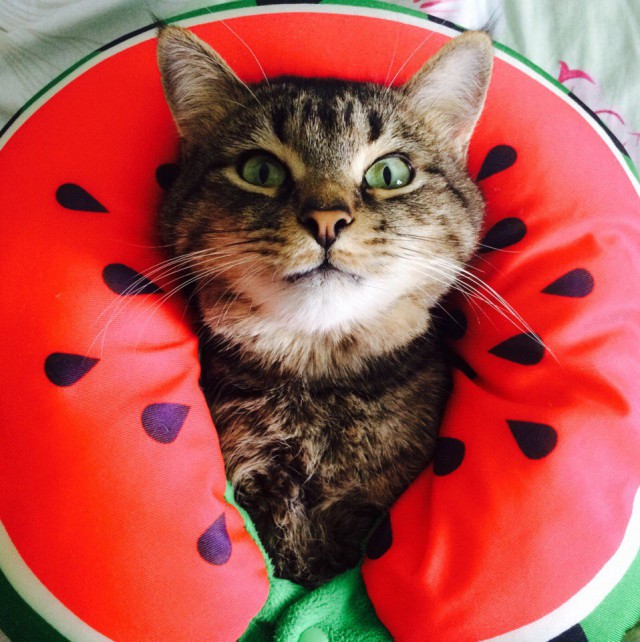 Коты и Кошки