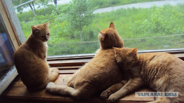 Котовторник 20.06.2017