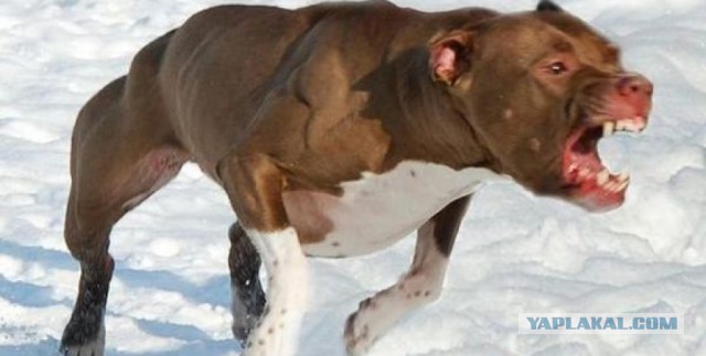 В Сургуте собака, которую прятали зоозащитники, разорвала до костей лицо двухлетнему ребенку