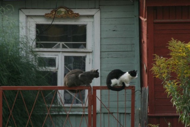 Котовторник Вместе