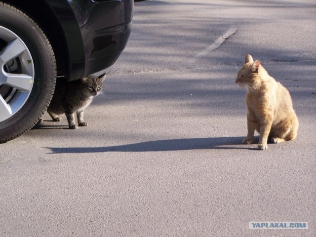 Ну что, котовторник?